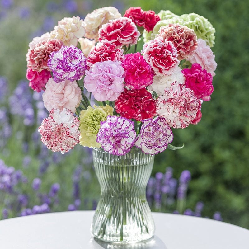 Perpetual Flowering Carnation Plant Collection