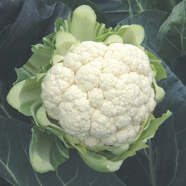 Cauliflower North Foreland F1 Plants