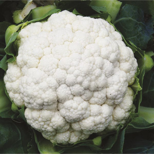 Cauliflower Seoul F1 Veg Plants