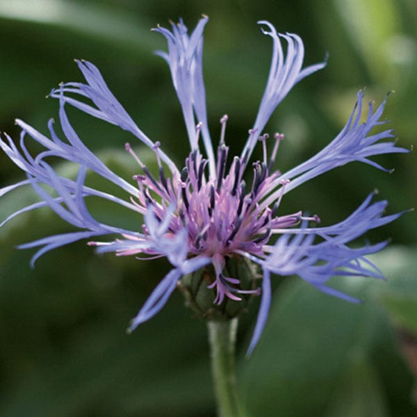 1 x 2L Potted Plant Centaurea montana Flower Plants