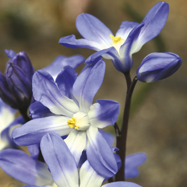 Chionodoxa luciliae Flower Bulbs