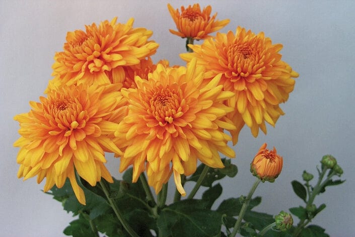 Woolmans Chrysanthemum Outdoor Spray Plant Collection