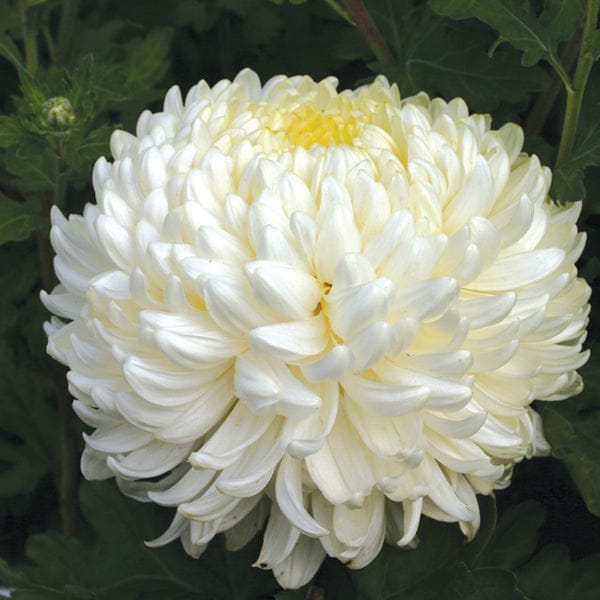 Woolmans Chrysanthemum Billy Bell Plant