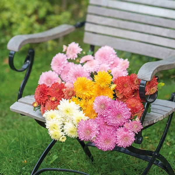 Woolmans Chrysanthemum Gompie Flower Plant Collection