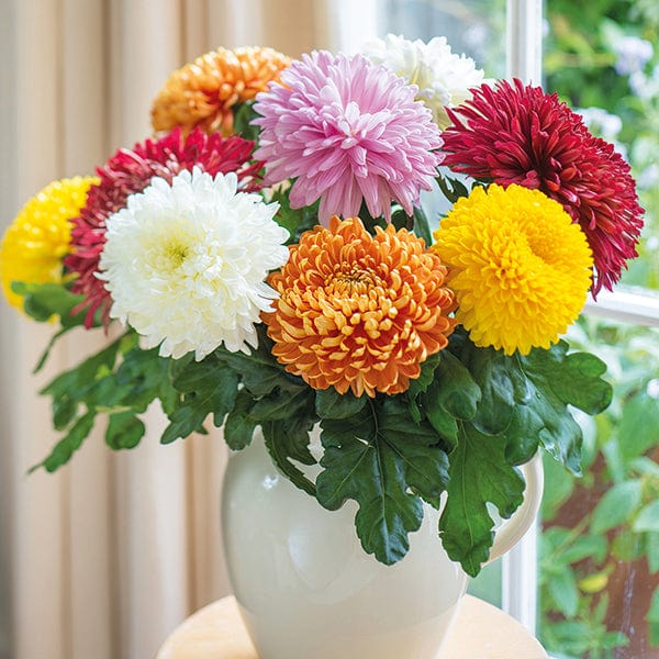 Chrysanthemum Outdoor Bloom Plant Collection