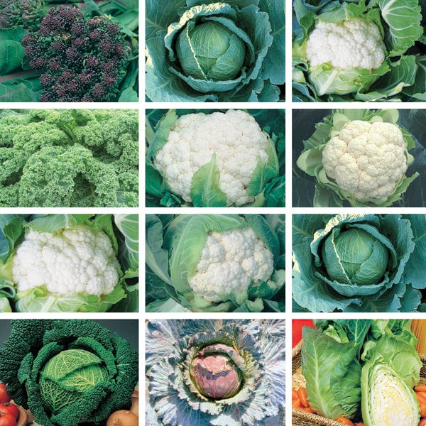 Autumn & Winter Bumper Cropping Collection