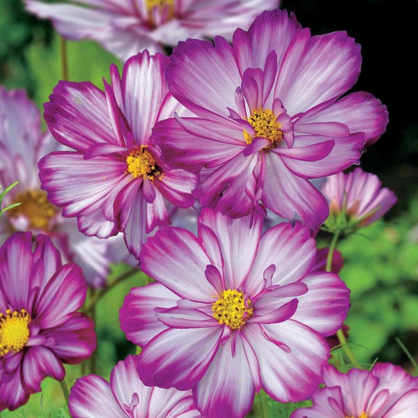 Cosmos Sweet Kisses Flower Plants