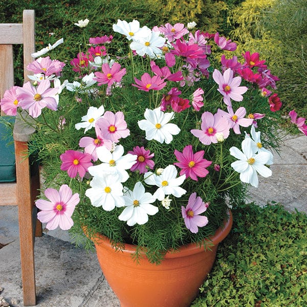 Cosmos Sonata Mixed Flower Plants