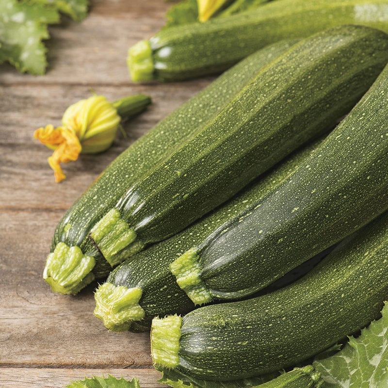 Courgette Defender F1 AGM Plants