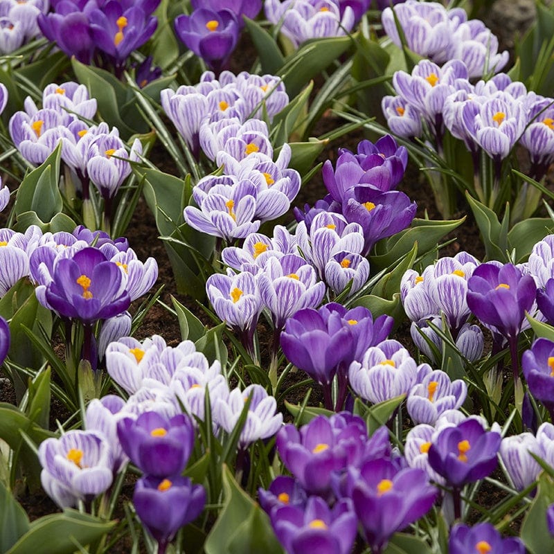 Crocus Cool Blues Mixed Flower Bulbs