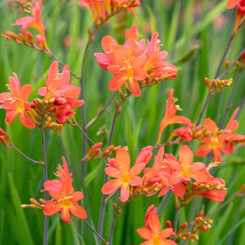 Crocosmia Peach Sunrise Flower Plants From Mr Fothergills Seeds and Plants