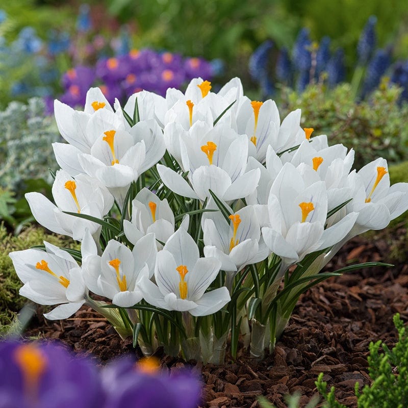 Crocus White Bulbs