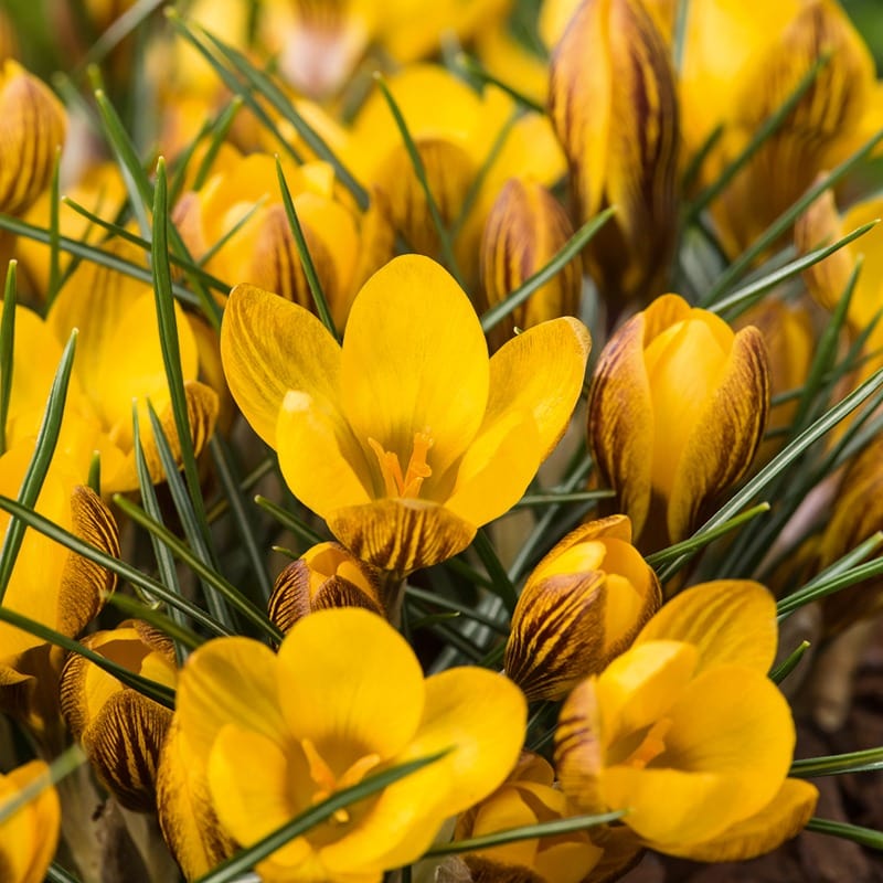 Crocus Golden Yellow Bulbs