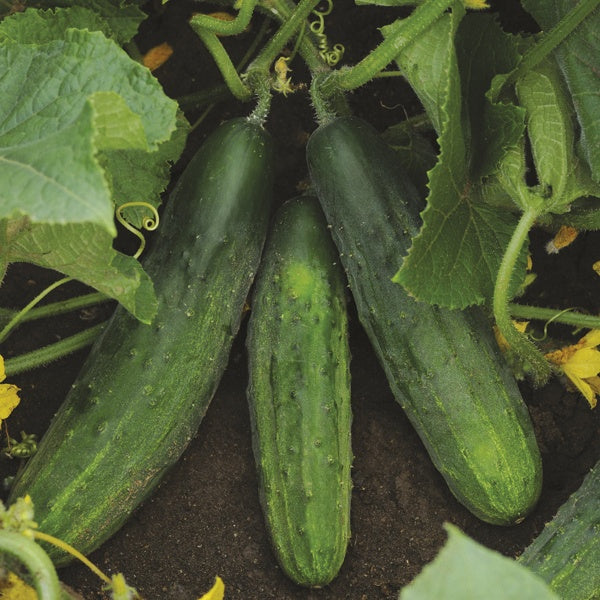 Cucumber Patio Snacker F1 9cm Plants