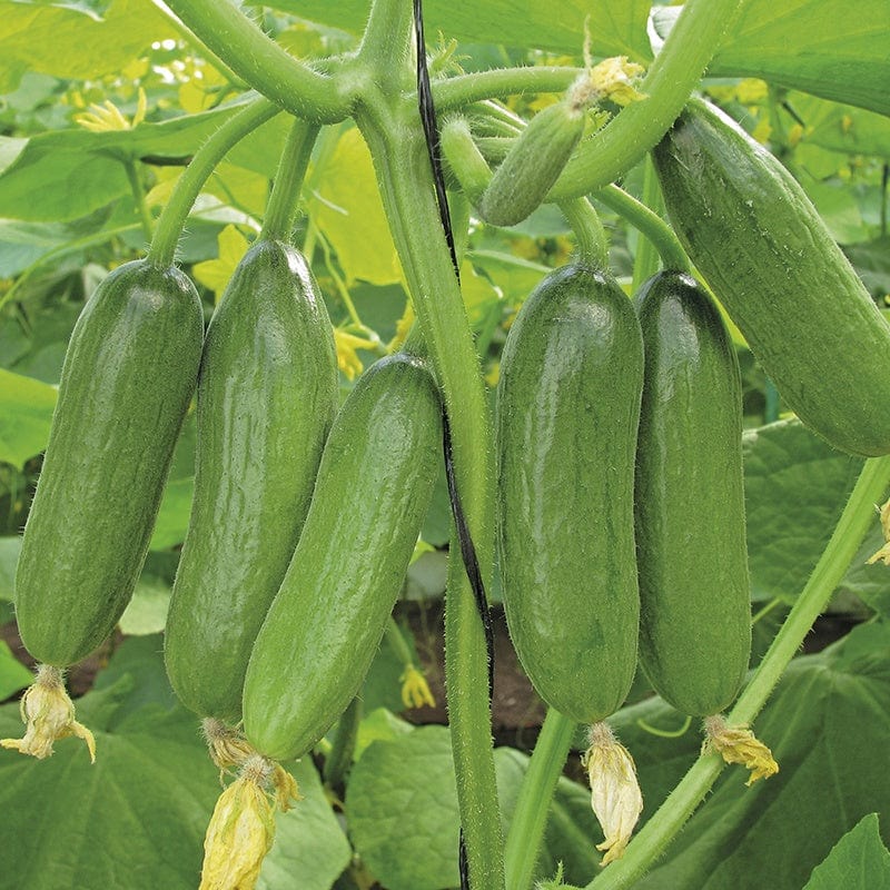 3 x 9cm Potted Plants (EARLY) Cucumber Baby Rocky F1 Grafted Plants