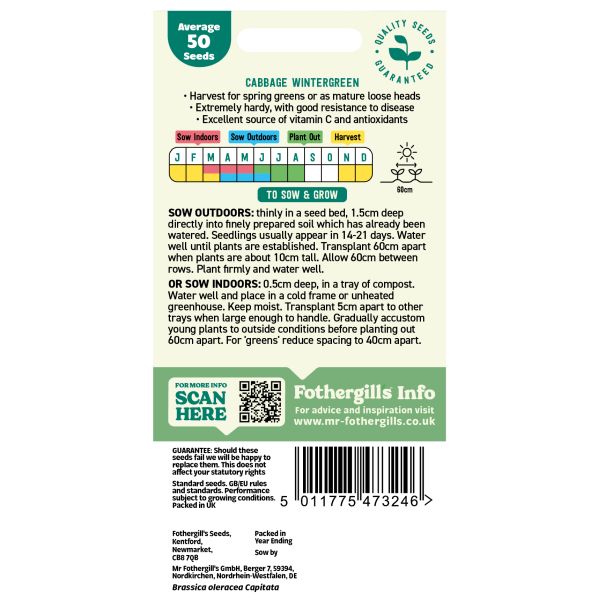 Cabbage Wintergreen Vegetable Seeds