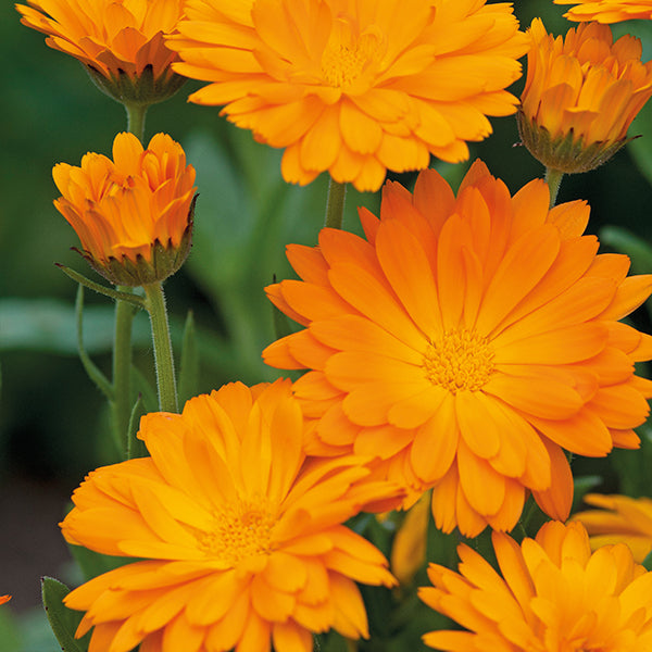 Calendula Funky Stuff Seeds