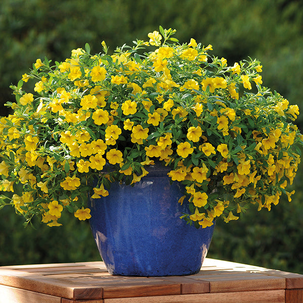 Blue pot with yellow flowers on a wooden surface