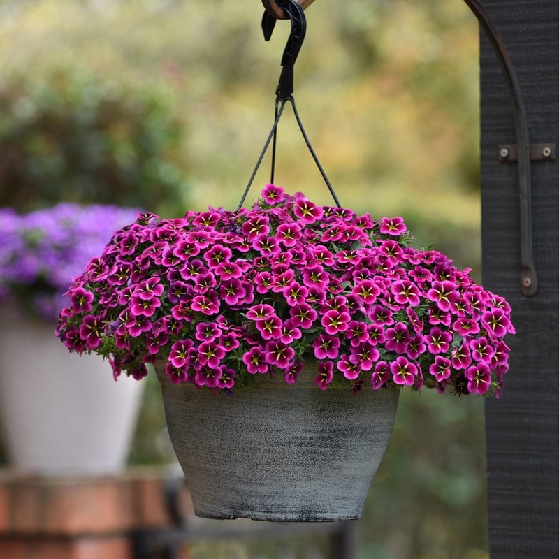 5 Young Plant Calibrachoa Goodnight Kiss Plants