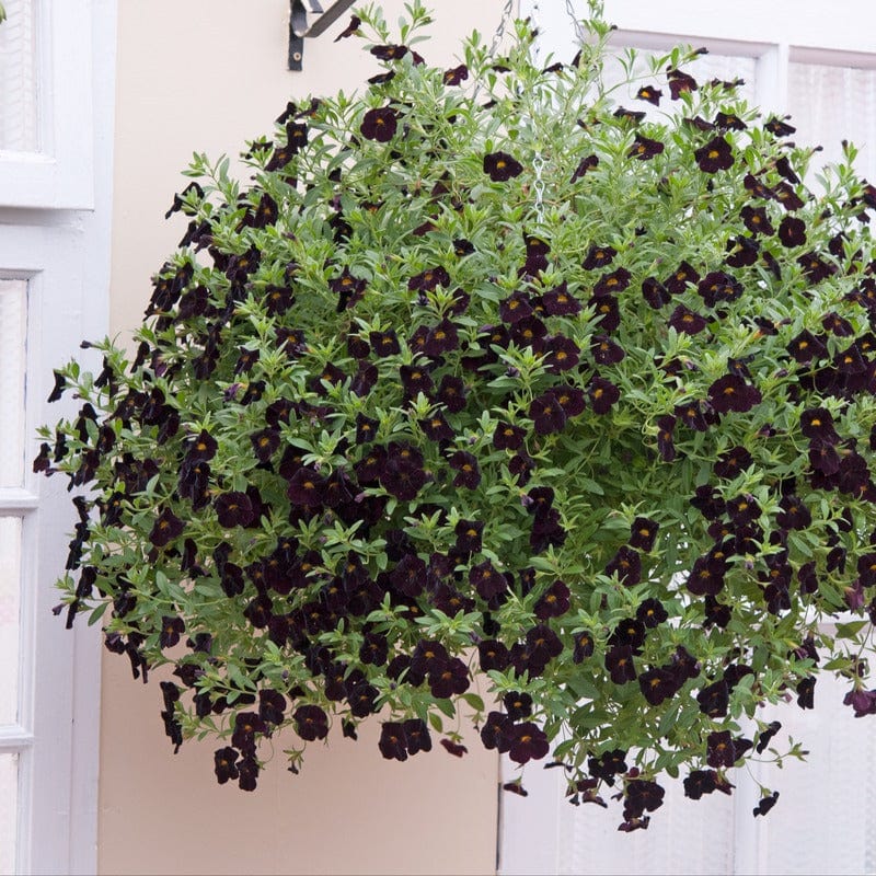 5 Young Plant Calibrachoa Black Cherry