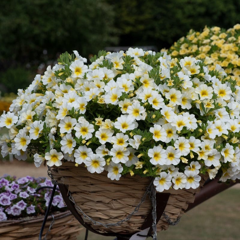 5 Young Plant Calibrachoa Single Sunlight