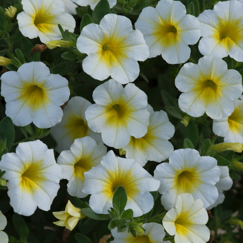 Calibrachoa Single Sunlight Flower Plants
