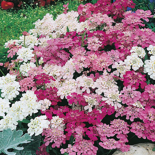 Bouquet of pink and white flowers with green grass in the background