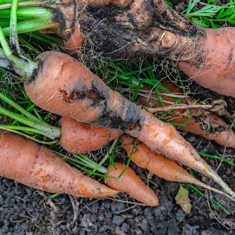 NemaKnights Nematodes Biological Fungus Gnat, Thrips and Root Aphid Control