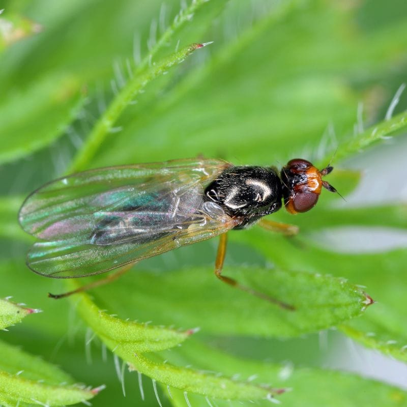 NemaKnights Nematodes Biological Fungus Gnat, Thrips and Root Aphid Control