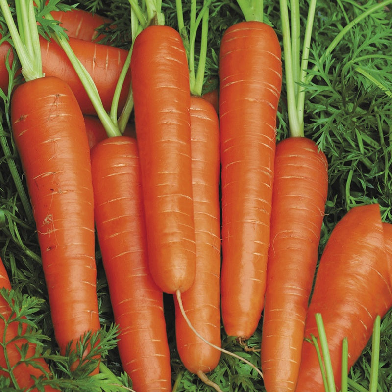 Carrot Speedo F1