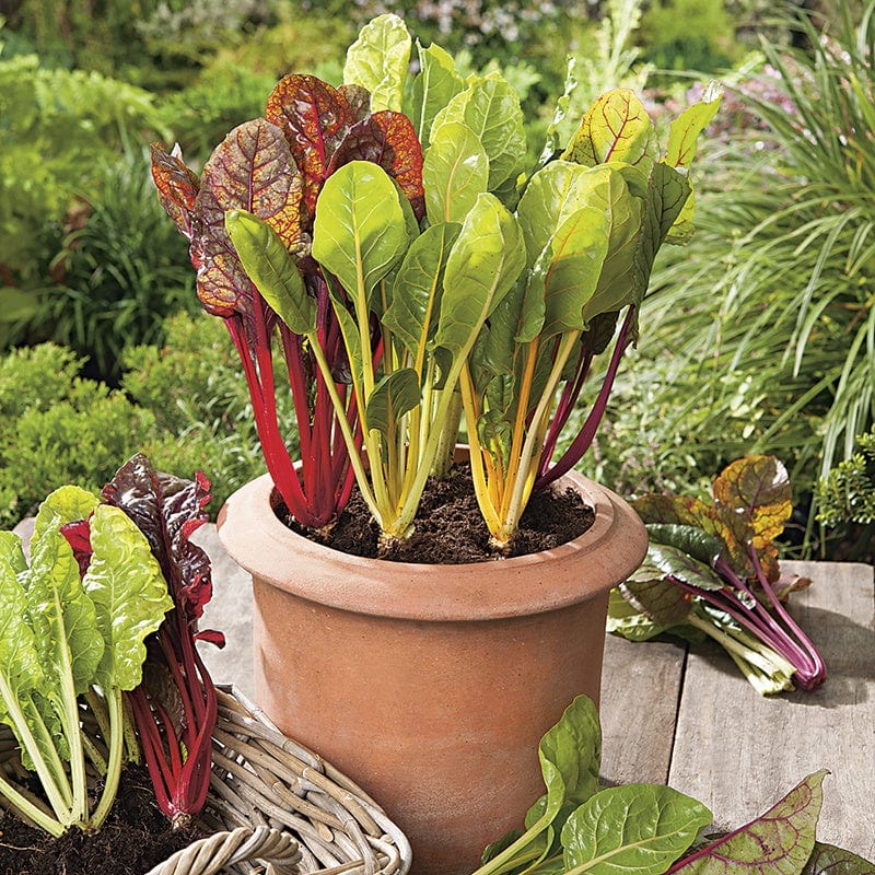 150 Seeds Chard Bright Lights