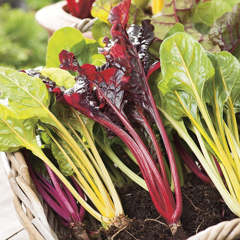 Bunch of fresh swiss chard with red stems in a basket