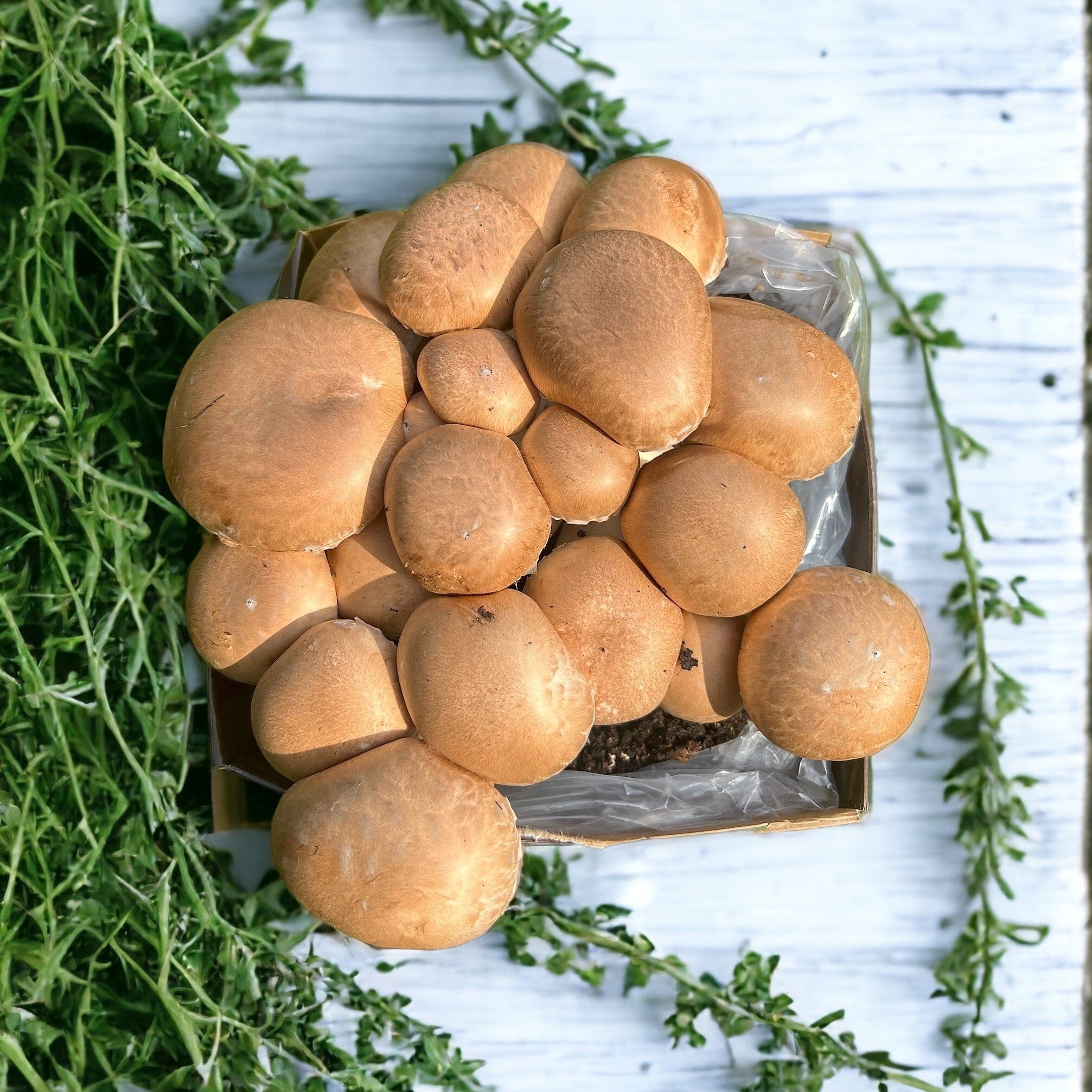 Chestnut Mushrooms Home Grow Kit