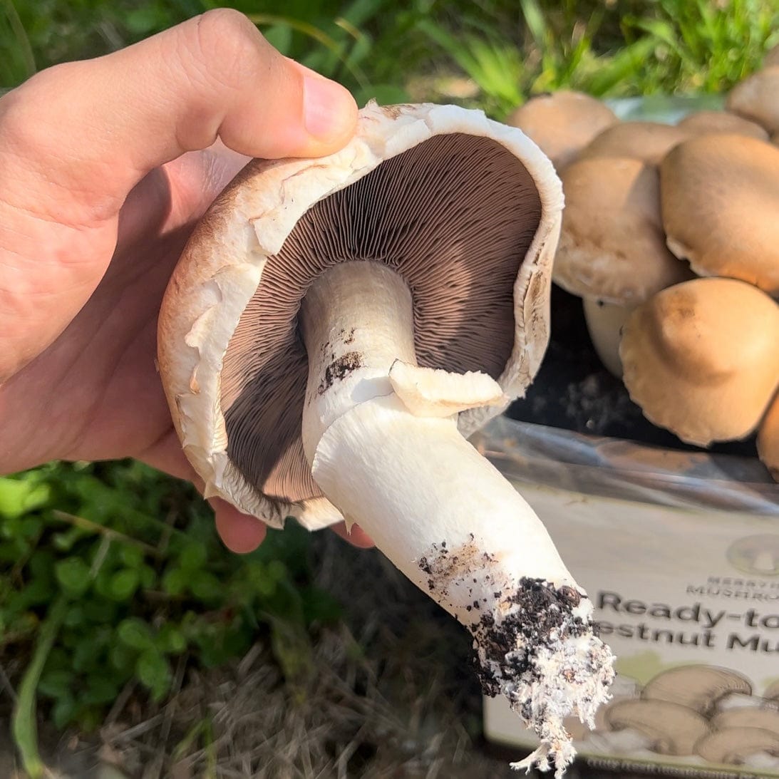 Chestnut Mushrooms Home Grow Kit