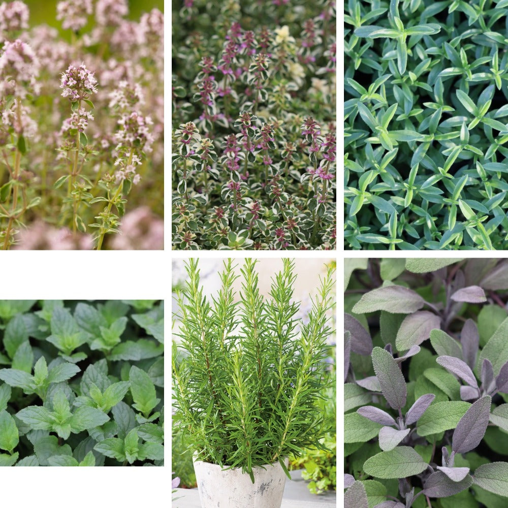 Christmas Herb Collection