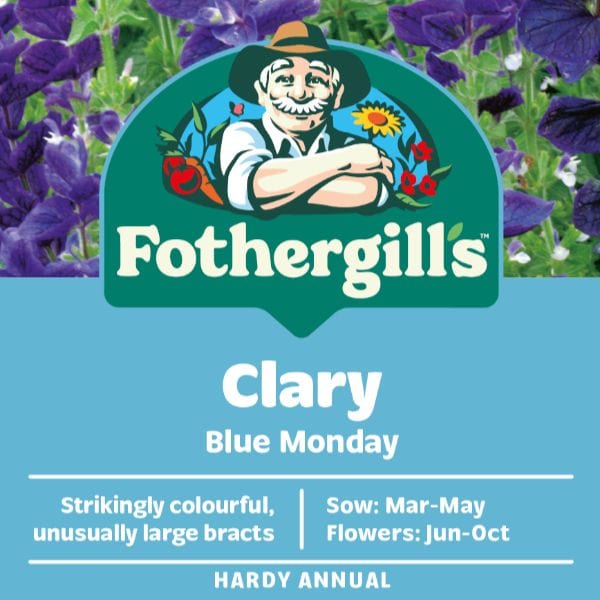 Clary Blue Monday Flower Seeds