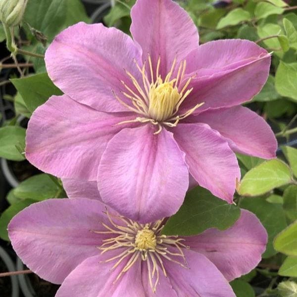 Clematis Boulevard Pompeii Plants