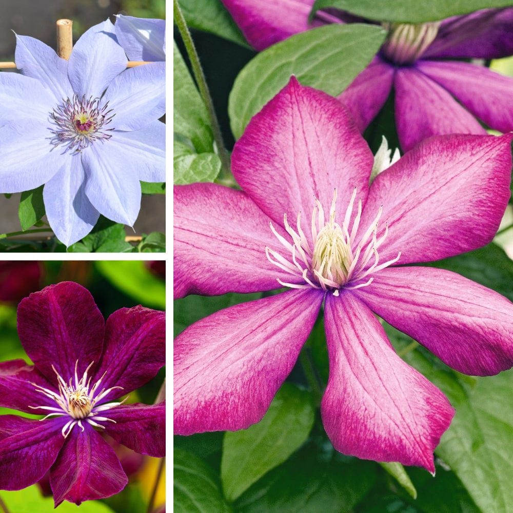 Clematis Large Flowered Collection 3 x Plants