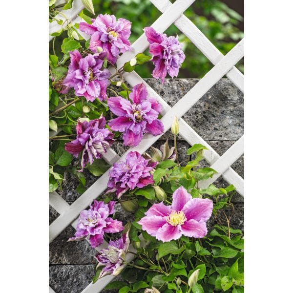 Pink flowers climbing a white lattice against a stone wall