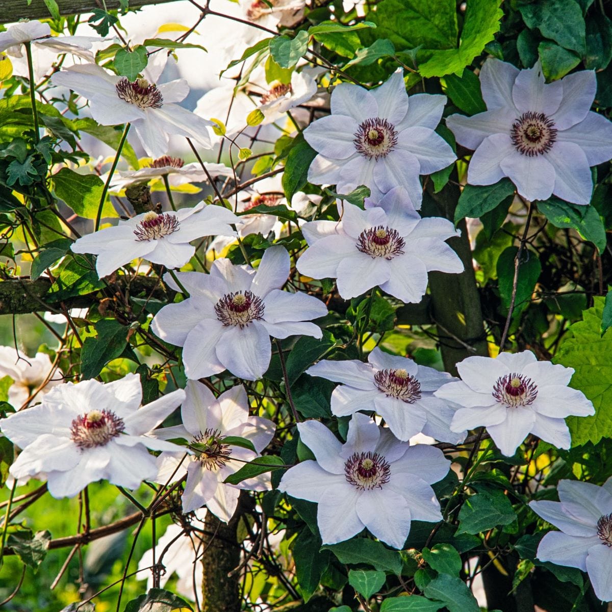 Clematis Miss Bateman Plants