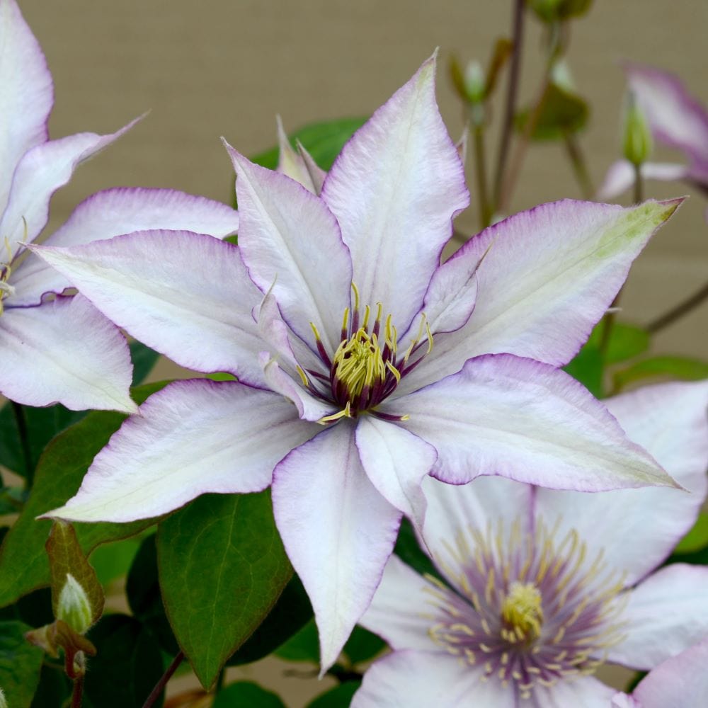 2 x 10cm Potted Plants clematis ville de lyon plants