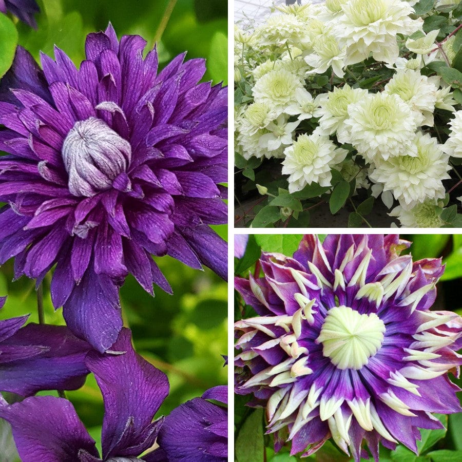 3 x 9cm Potted Plants, 1 of each variety Clematis Double Flower Plants Collection