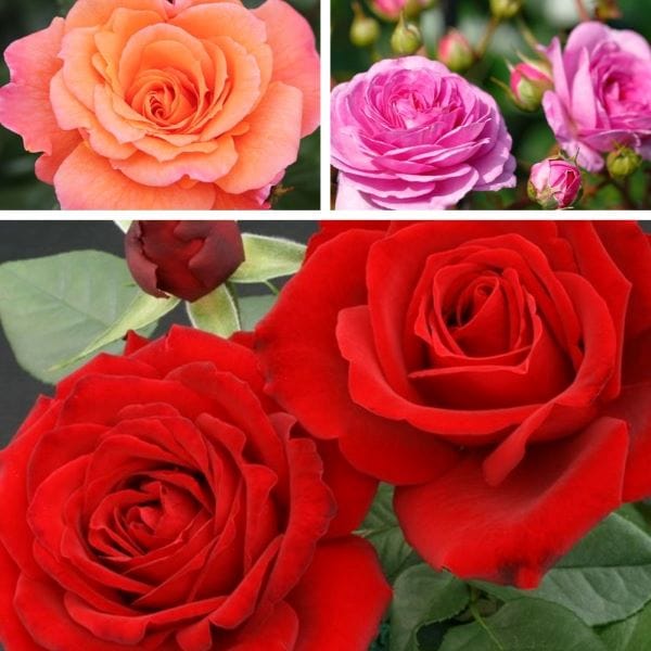Climbing Rose Trio Bare Root Plants Collection