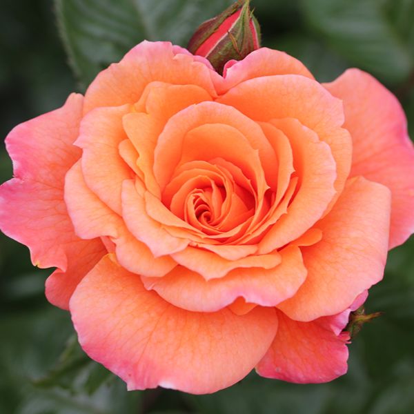 Climbing Rose Trio Plants Collection