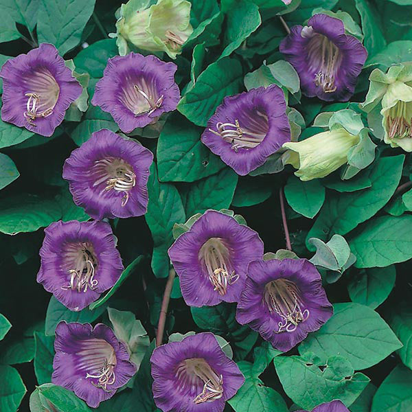Close-up of purple flowers with green leaves