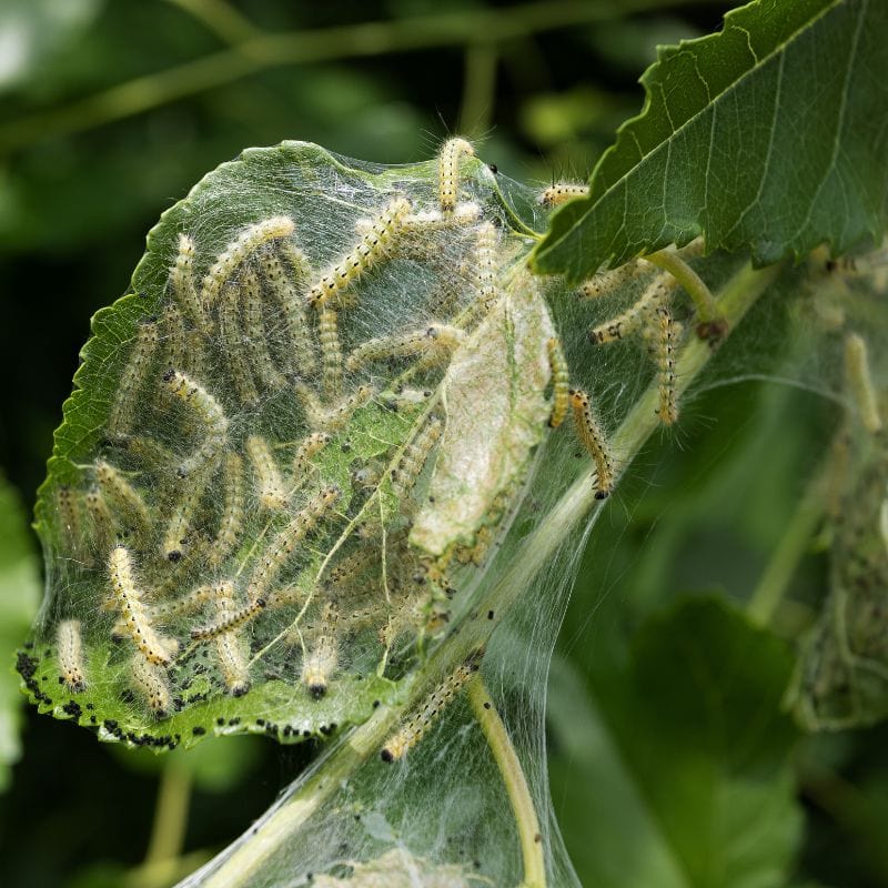 NemaKnights Nematodes Biological Fungus Gnat, Thrips and Root Aphid Control