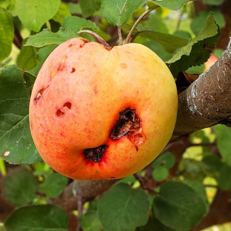 NemaKnights Nematodes Biological Fungus Gnat, Thrips and Root Aphid Control