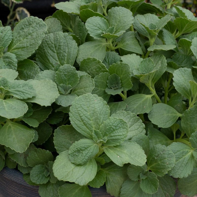 5 Young Plant Coleus Canina Scardey Cat