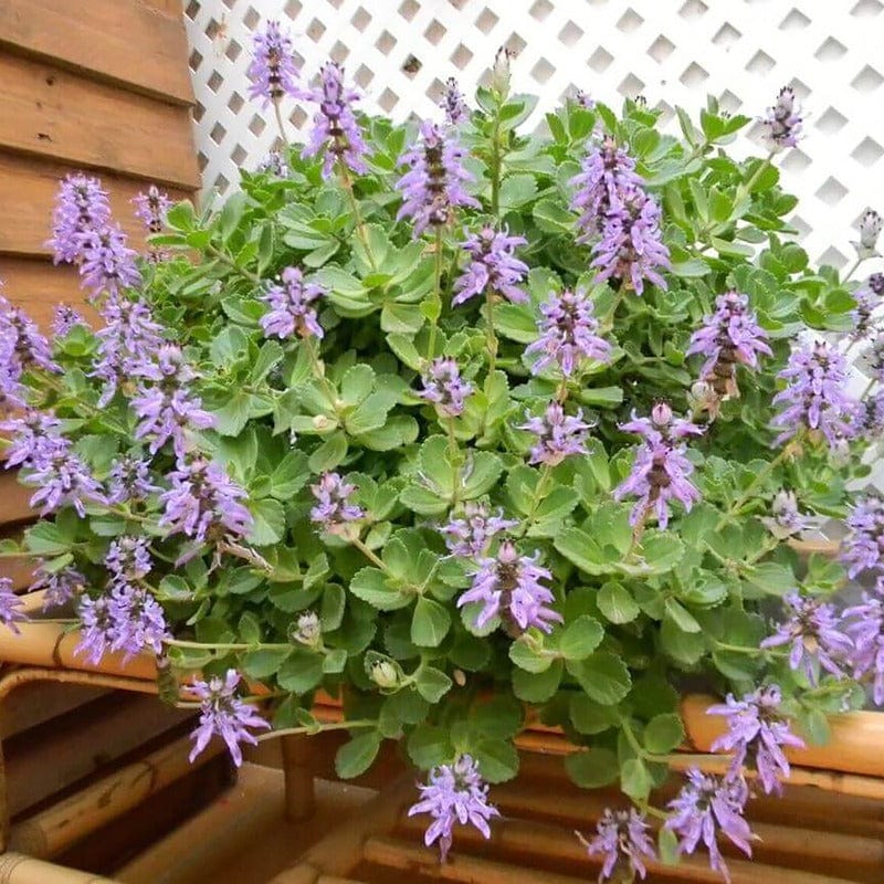 Coleus Canina Scardey Cat