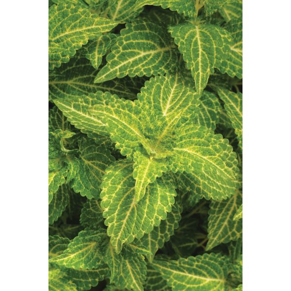 Coleus Sunfighter Electric Lime Flower Plants